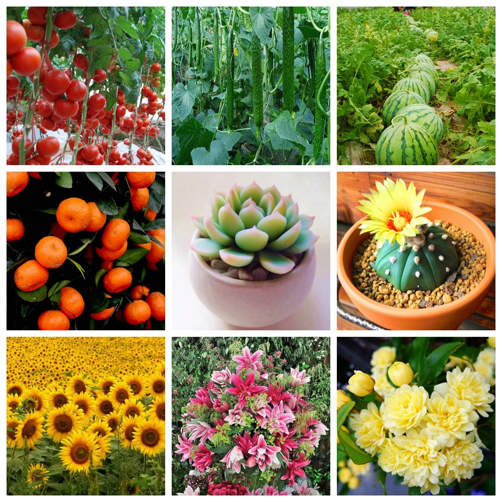 10 g Organic Fertilizer Mini Package Green General Purpose Safe And Pollution Free Use Flower Plant Food For Garden Bonsai