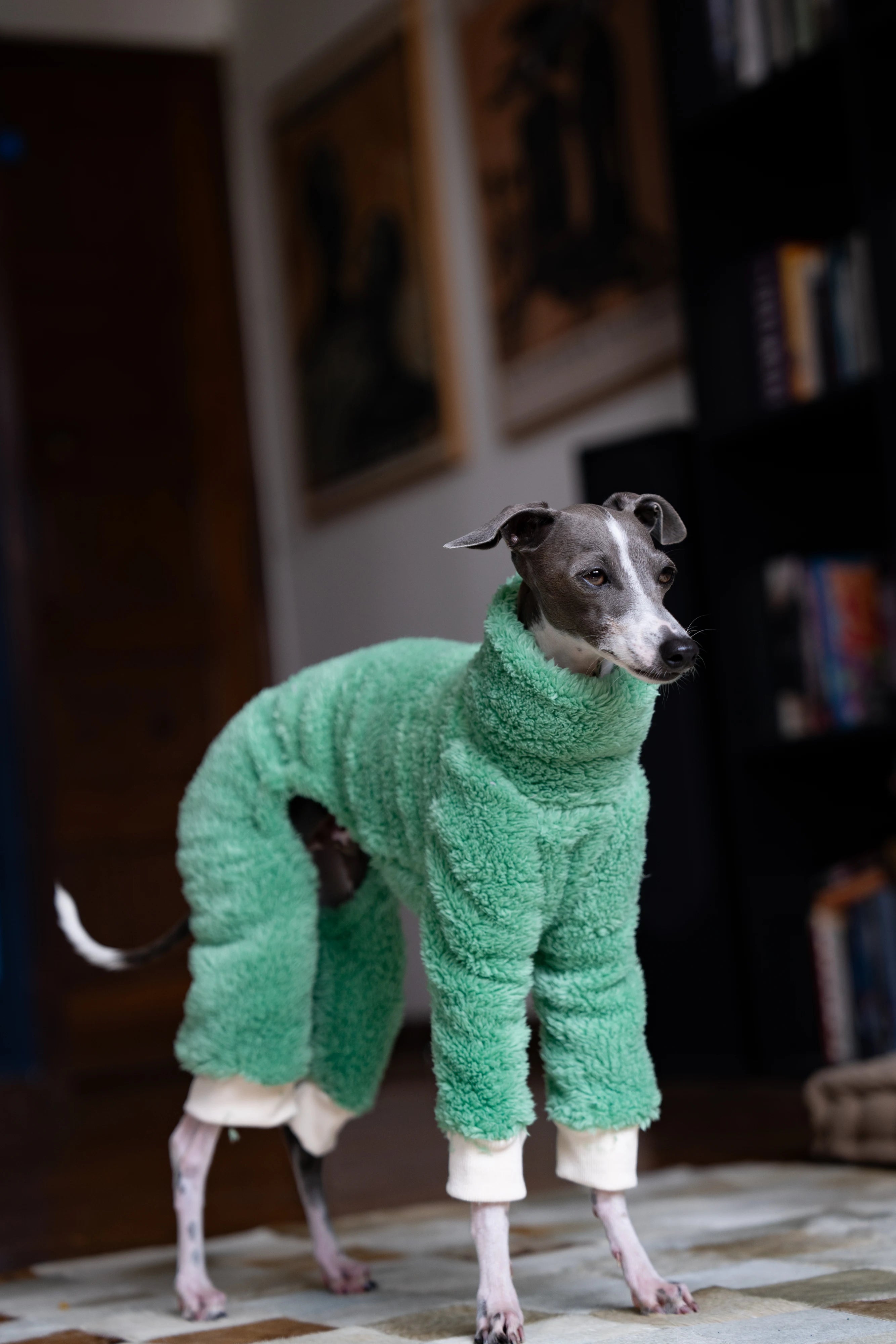 Green Christmas Italian Greyhound Clothes