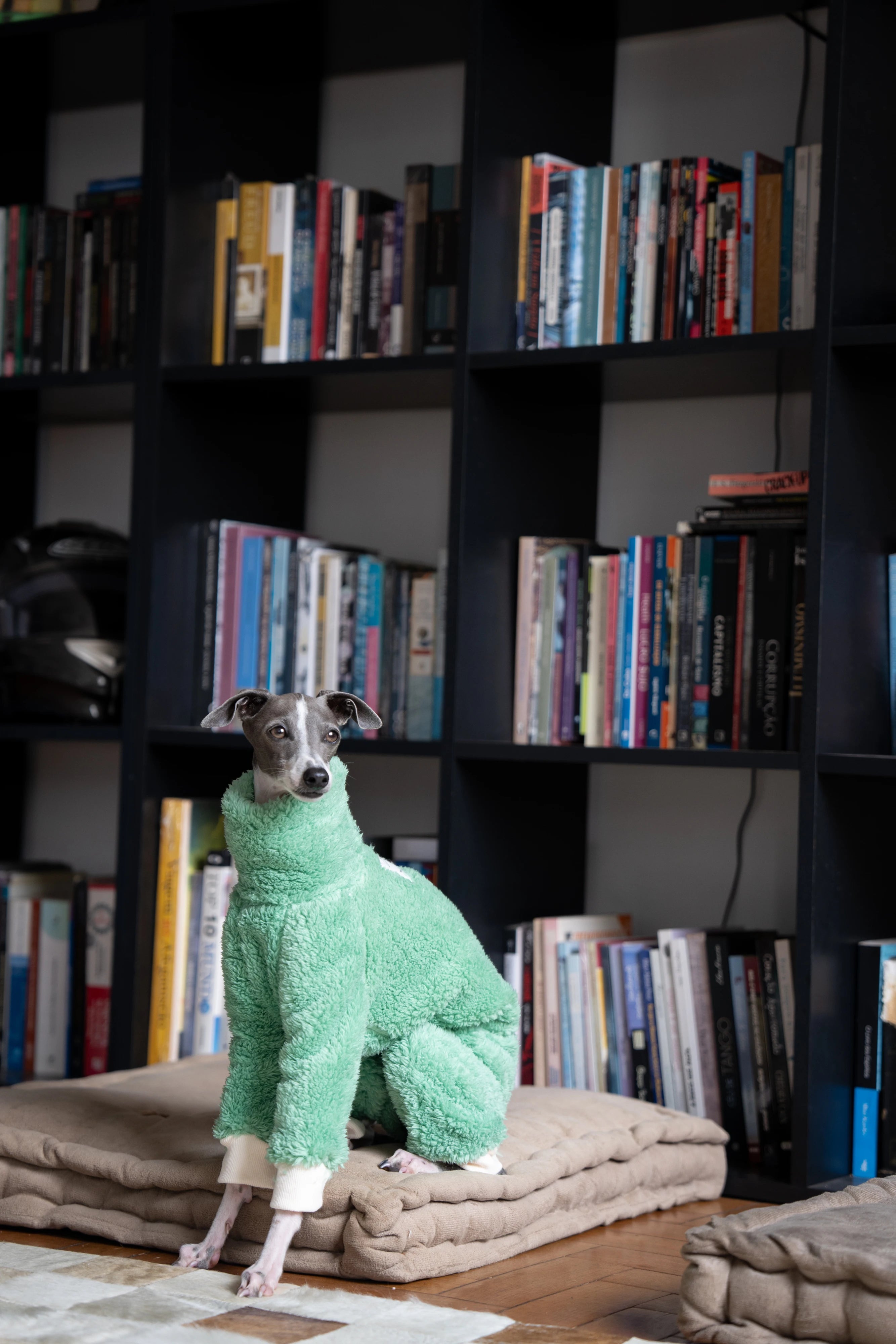 Green Christmas Italian Greyhound Clothes