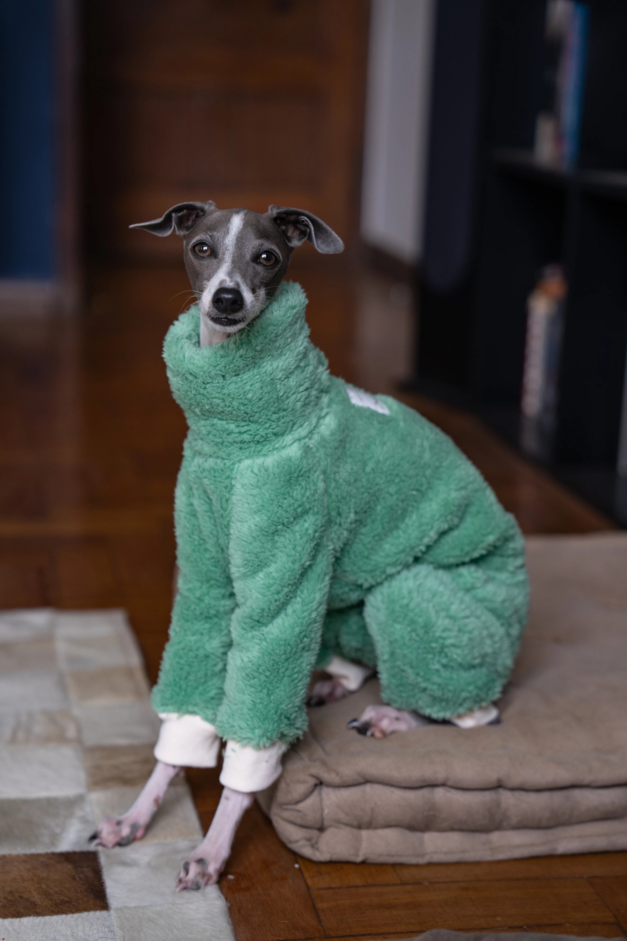 Green Christmas Italian Greyhound Clothes